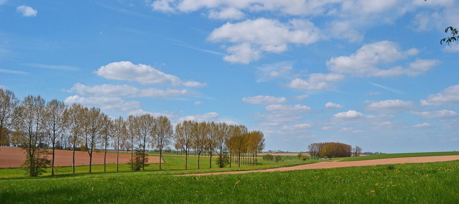Paysage de campagne au printemps : une rangée de peupliers longe des prairies et des champs labourés sous un ciel bleu nuageux.
