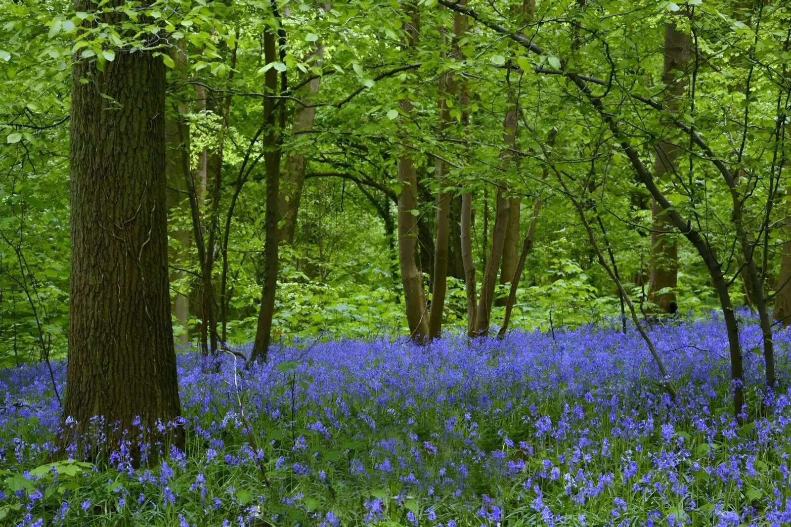 Tapis de jacinthes sauvages en fleurs sous les hêtres du Bois de Silly, au printemps
