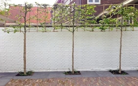 Rangée d'arbres palissés taillés en espalier le long d'un mur, plantés sur tuteurs