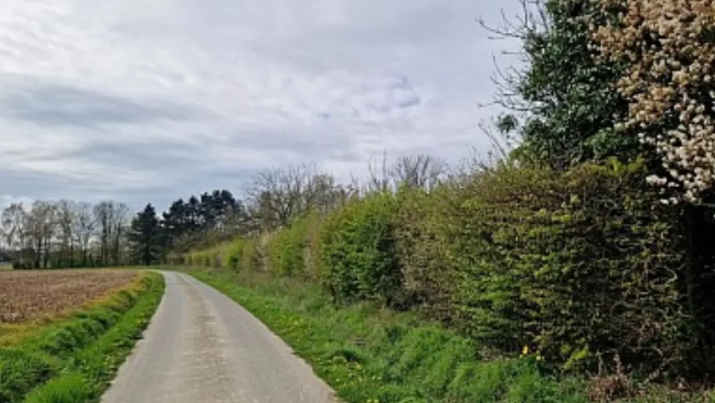 Route de campagne étroite bordée d'une haie, entre des champs