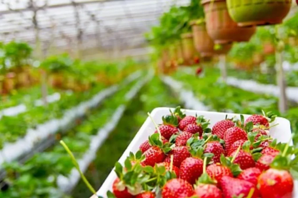 Barquette de fraises devant des rangs de fraisiers cultivés en hauteur sous serre