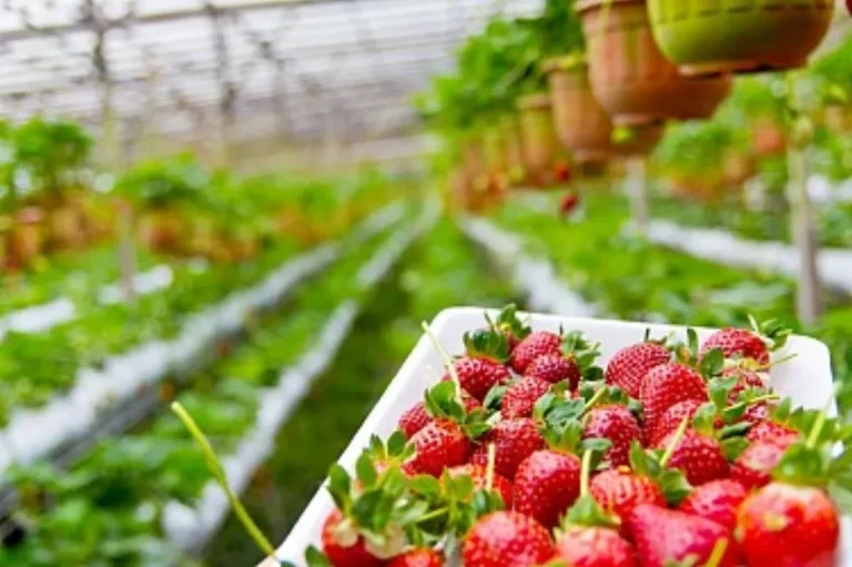 Barquette de fraises devant des rangs de fraisiers cultivés en hauteur sous serre