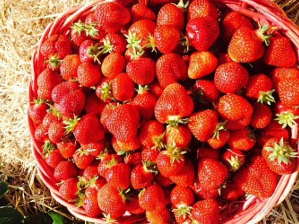 Panier rempli de fraises posé sur de la paille