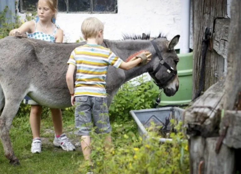 Gîte rural « Le Verger d&rsquo;Hellebecq »