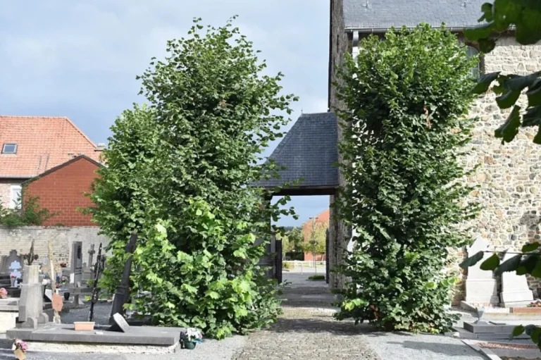 Rangée de Tilleuls de Hollande du cimetière d'Hellebecq