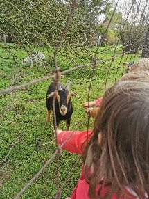 Les animaux de l'école -- poulailler