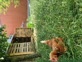 Contact des enfants avec les animaux de la ferme