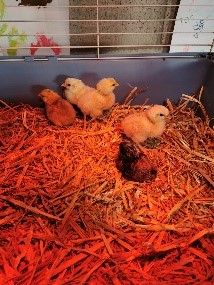 Découverte des animaux dans le cadre verdoyant de l'école