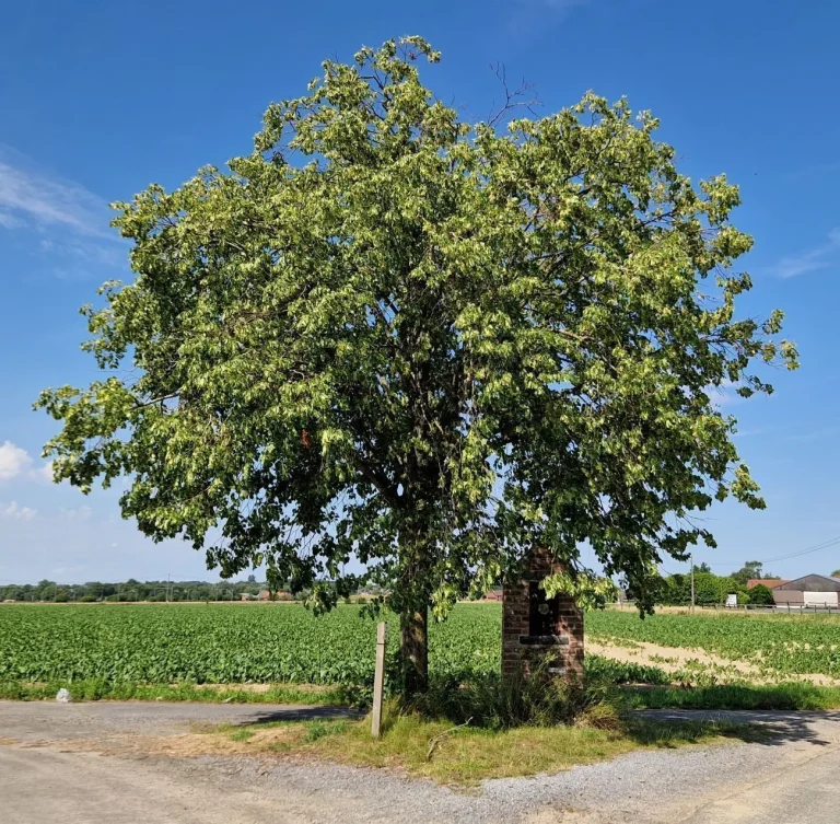 Tilleul isolé près d'une petite chapelle en briques, au bord d'un champ