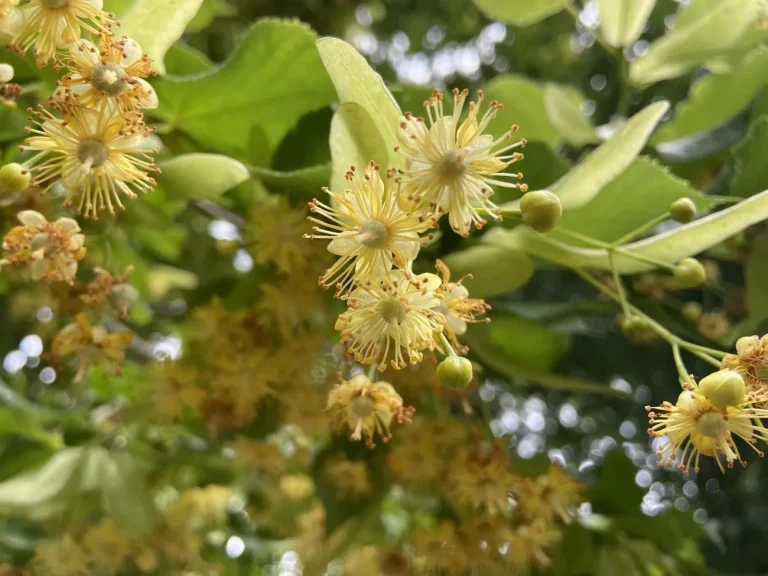 Fleurs de tilleul en gros plan