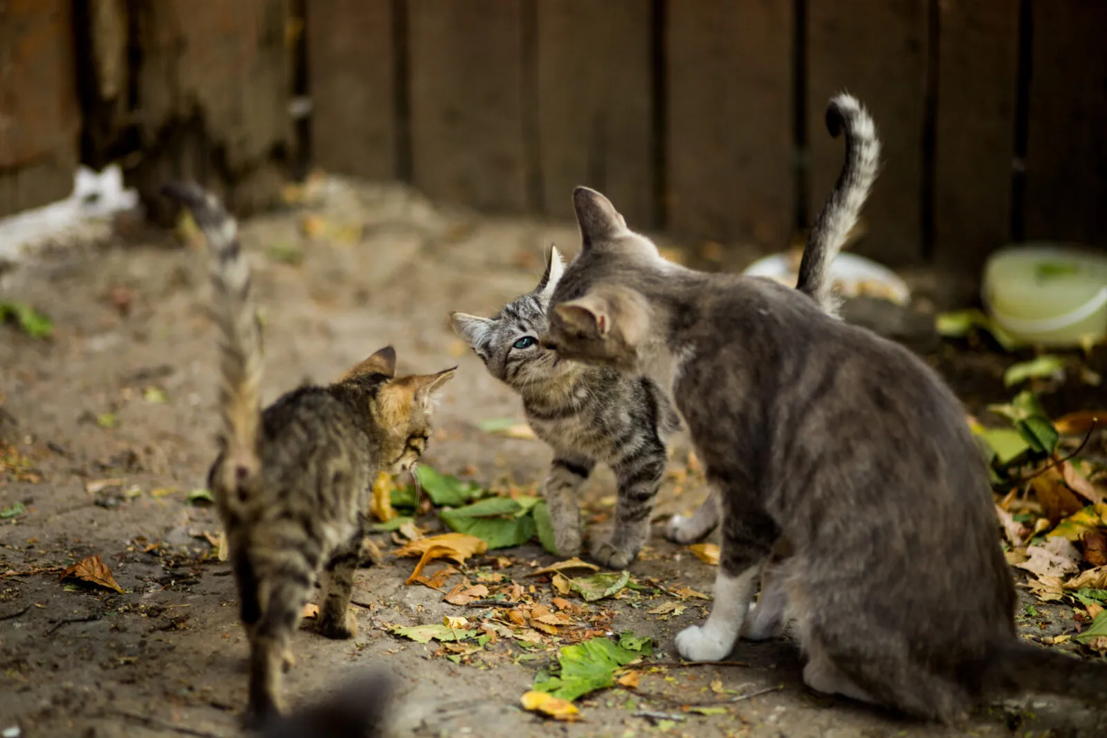 Chats errants se reniflant dans une cour, illustrant la campagne communale de stérilisation des chats errants à Silly