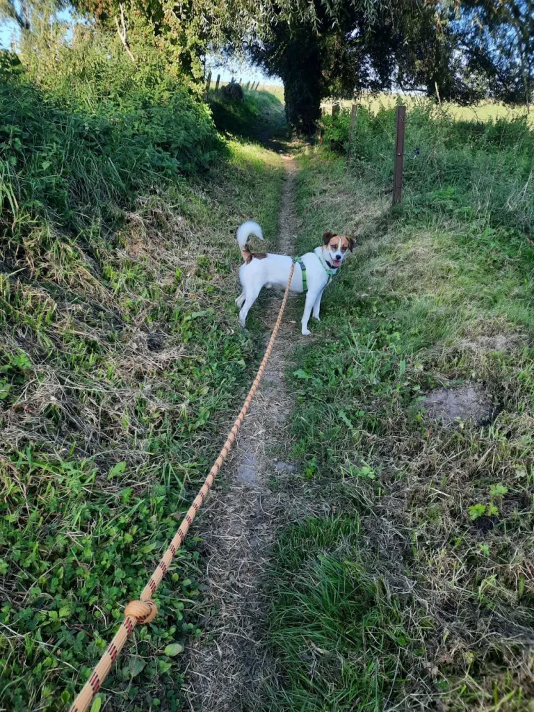 Chien blanc et roux tenu en laisse sur un sentier herbeux