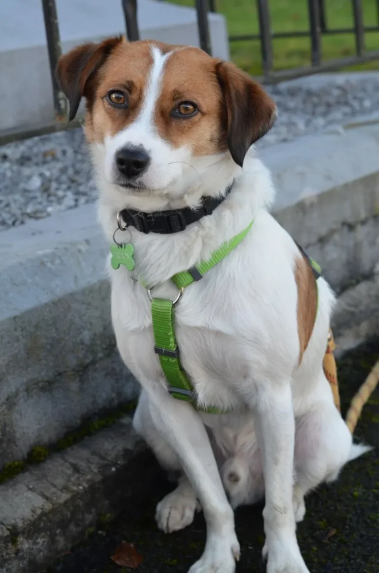 Chien blanc et roux assis, en harnais vert