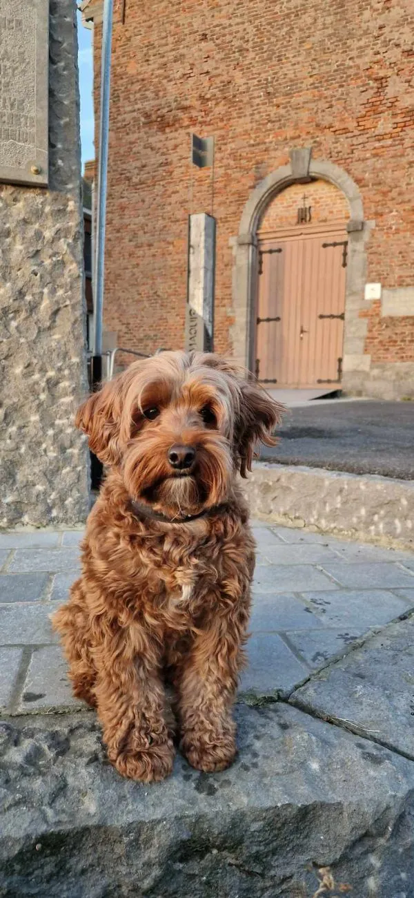 Petit chien au pelage brun bouclé assis devant un bâtiment en briques