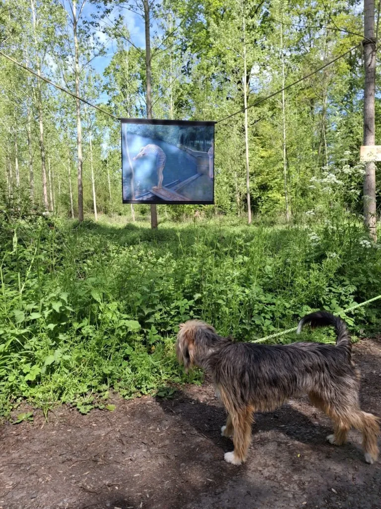 Chien au poil long, en laisse, devant une reproduction de tableau exposée dans une clairière