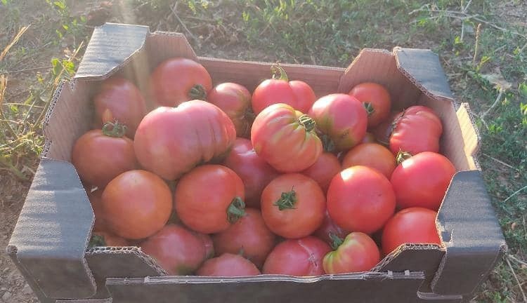 Garden Food : fruits et légumes du jardin