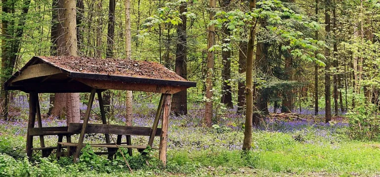 Abri en bois dans un sous-bois tapissé de jacinthes des bois