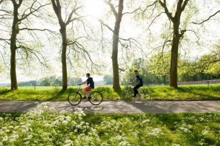 Deux cyclistes sur une route de campagne bordée de grands arbres, dans la lumière du matin