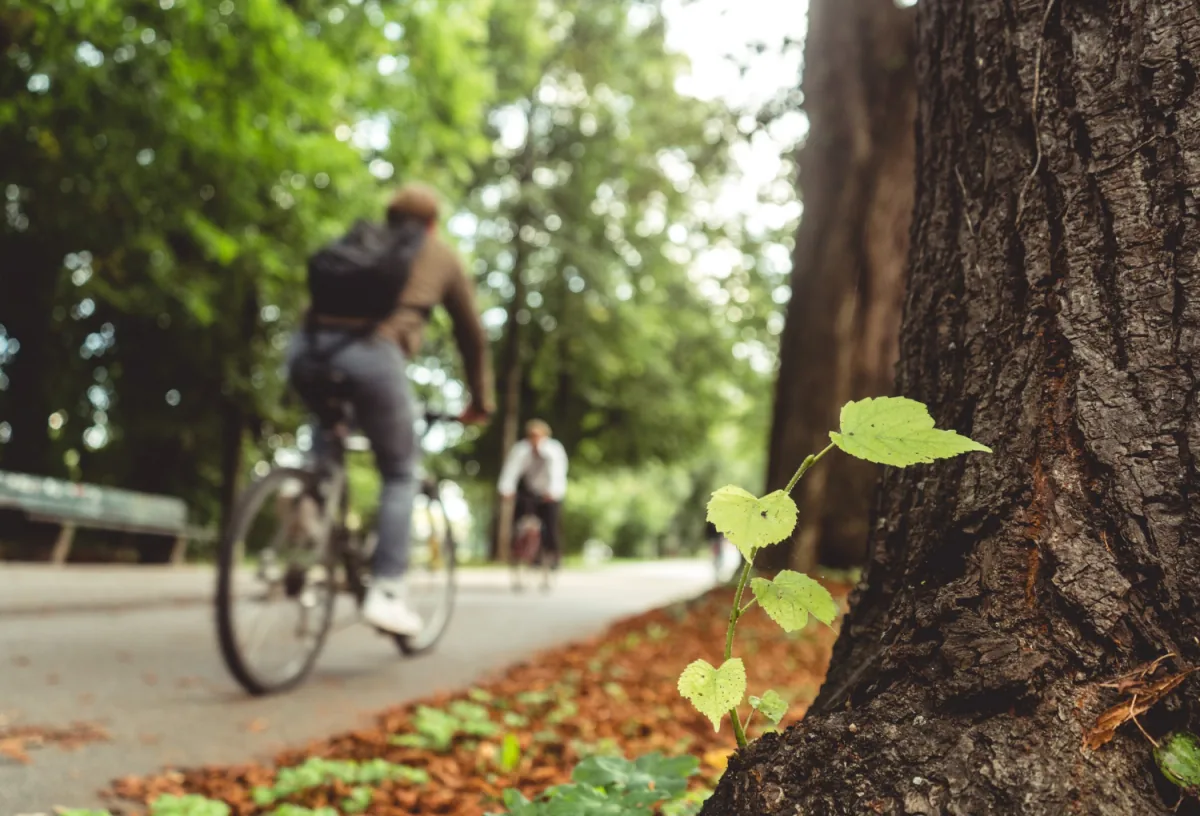 Cyclistes circulant sur un chemin bordé d'arbres dans la nature à Silly