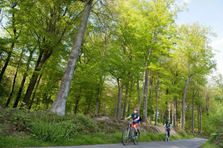 Deux cyclistes sur une route qui traverse une hêtraie