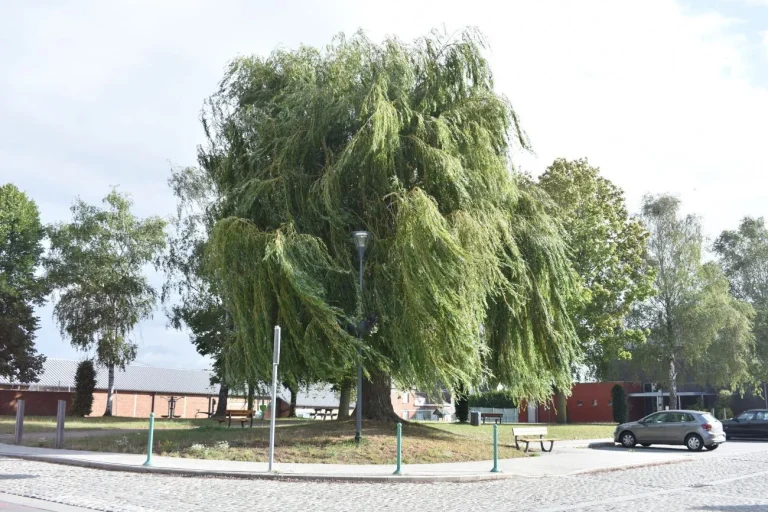 Grand saule pleureur au milieu d'un square gazonné, avec bancs et réverbère à ses pieds et des bâtiments de briques à l'arrière