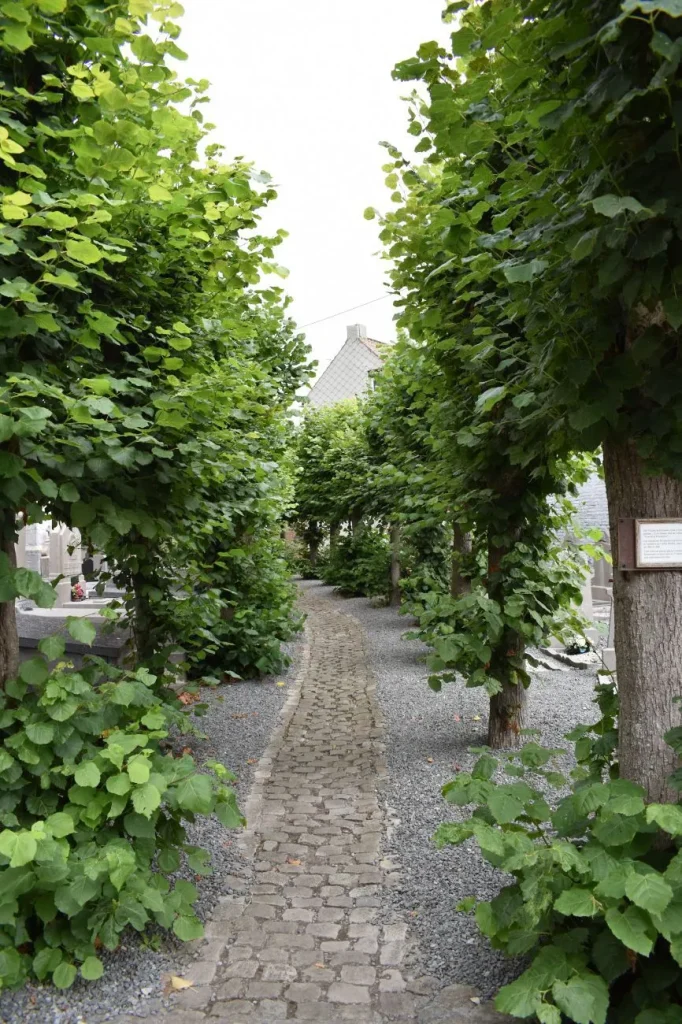 Allée pavée bordée de deux rangées de tilleuls palissés, le long des tombes du cimetière