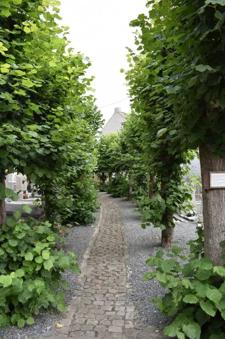 Allée pavée bordée de deux rangées de tilleuls palissés, le long des tombes du cimetière