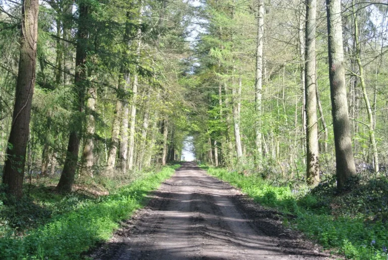 Large chemin forestier bordé de grands arbres