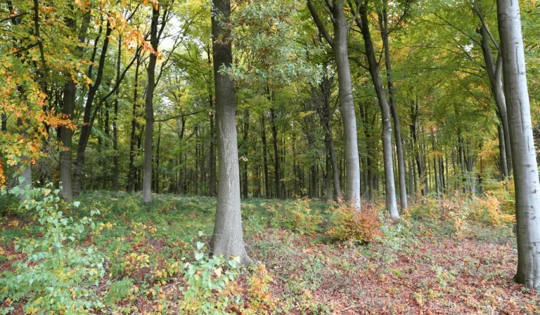 Sous-bois de hêtres aux feuillages d'automne
