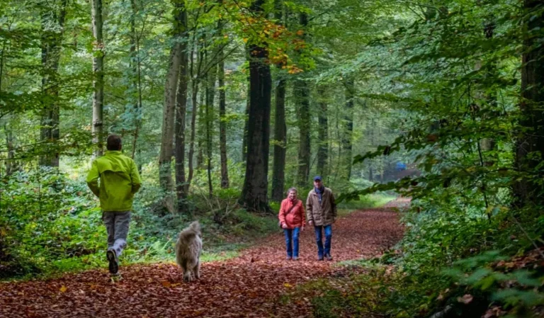 Promeneurs et leur chien sur un chemin forestier couvert de feuilles mortes