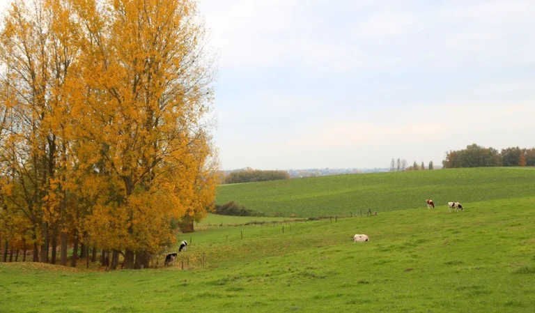 Prairie vallonnée où paissent des vaches, bordée d'arbres aux feuilles dorées