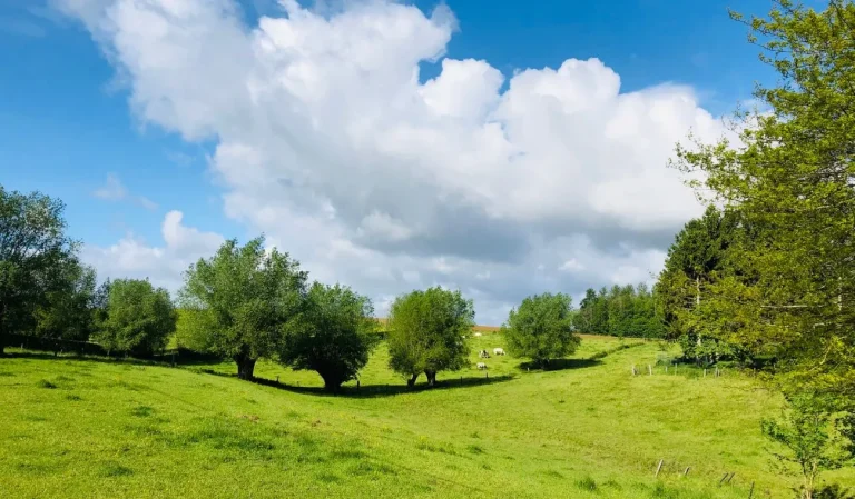 Prairie verte parsemée d'arbres sous un ciel bleu chargé de gros nuages blancs