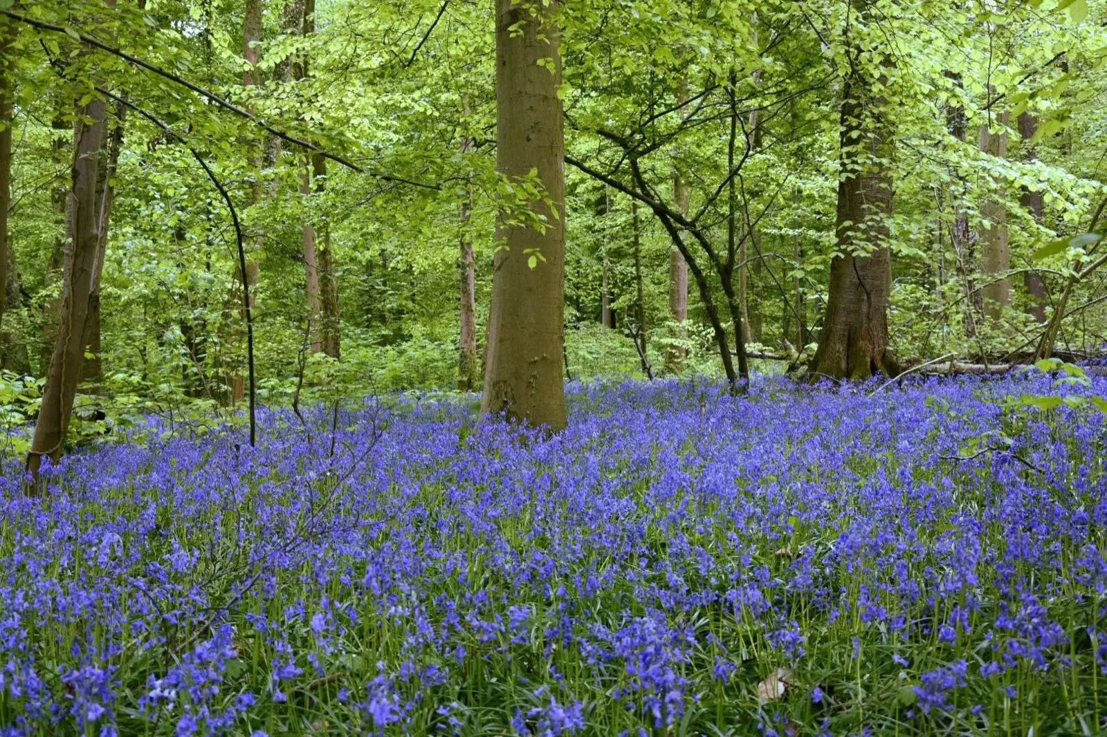 Sous-bois du Bois de Silly tapissé de jacinthes sauvages en fleurs entre les troncs de hêtres