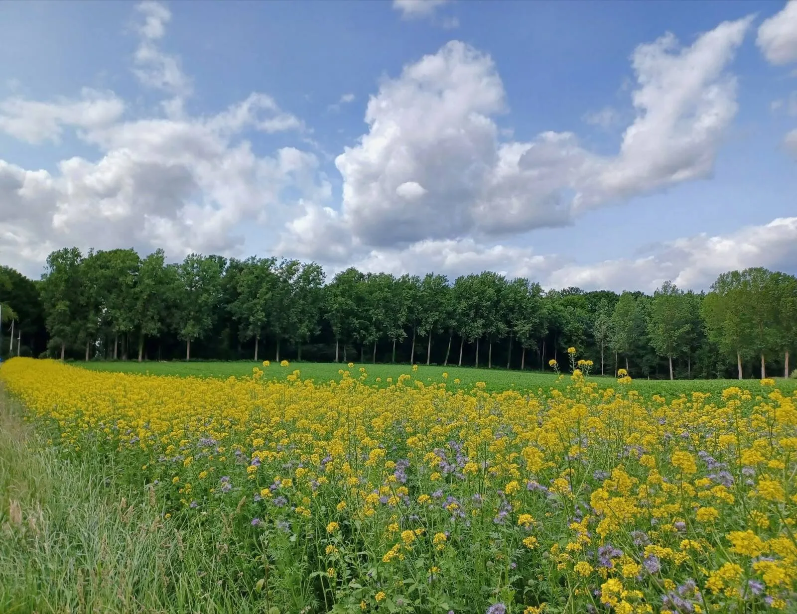 Champ de couvert végétal en fleurs, moutarde jaune et phacélie mauve, bordé d'une rangée de peupliers