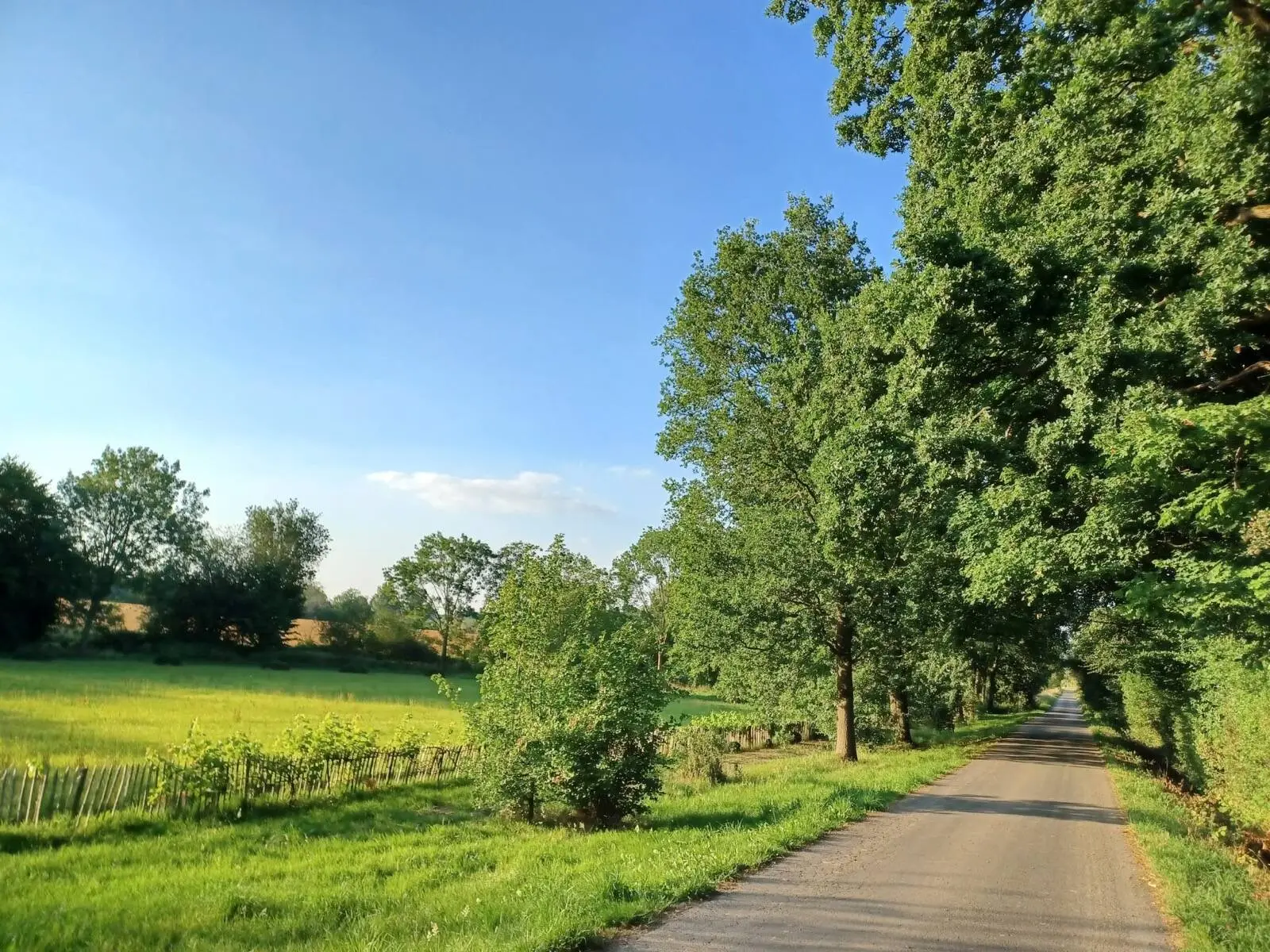 Petite route de campagne bordée de grands arbres et de prairies, un soir d'été à Silly
