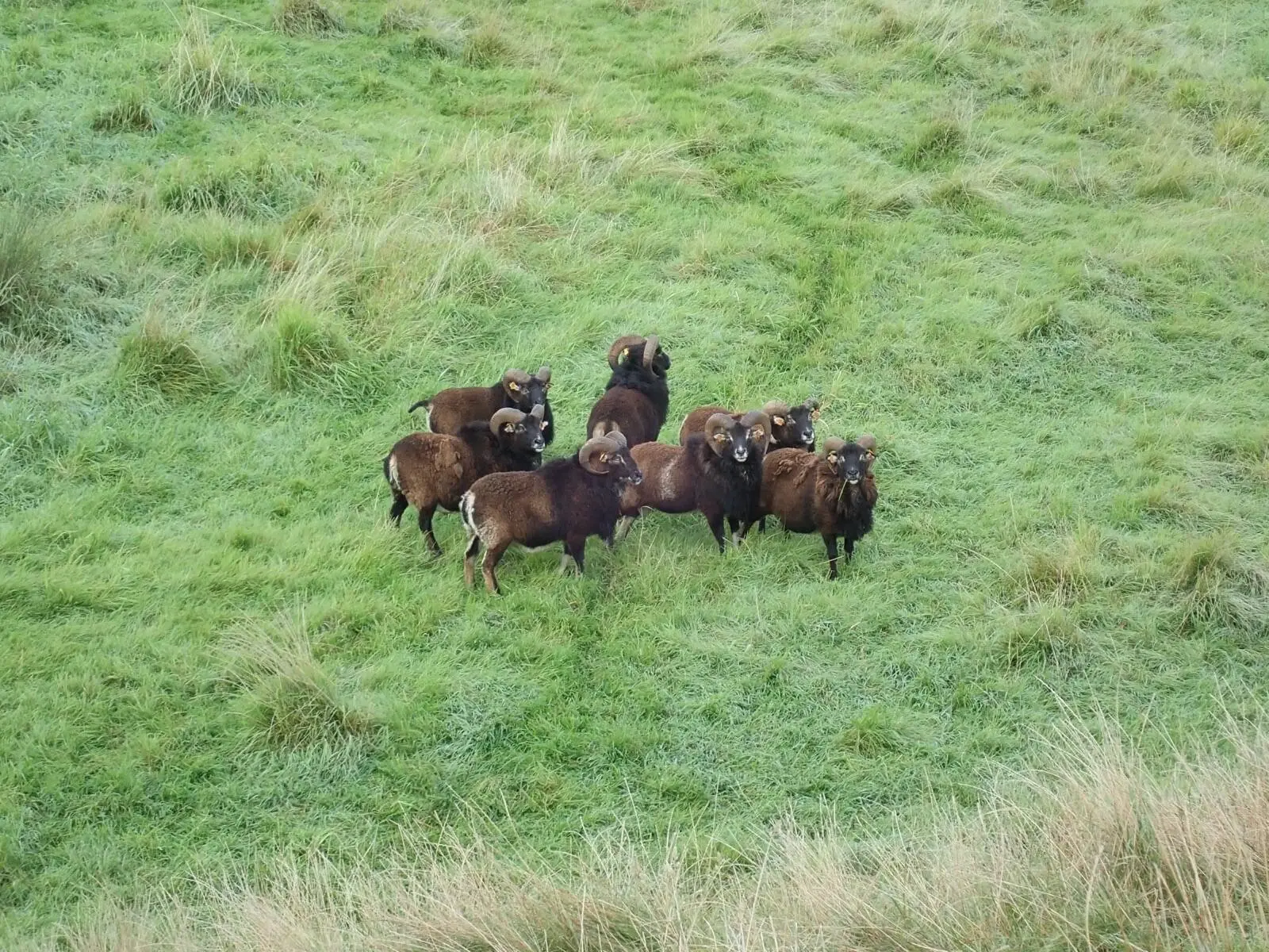Petit troupeau de moutons bruns rassemblés dans une prairie en pente aux herbes hautes