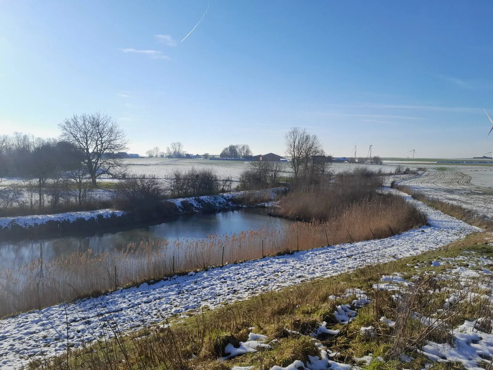 Étang bordé de roseaux dans une campagne enneigée, sous un ciel d'hiver dégagé