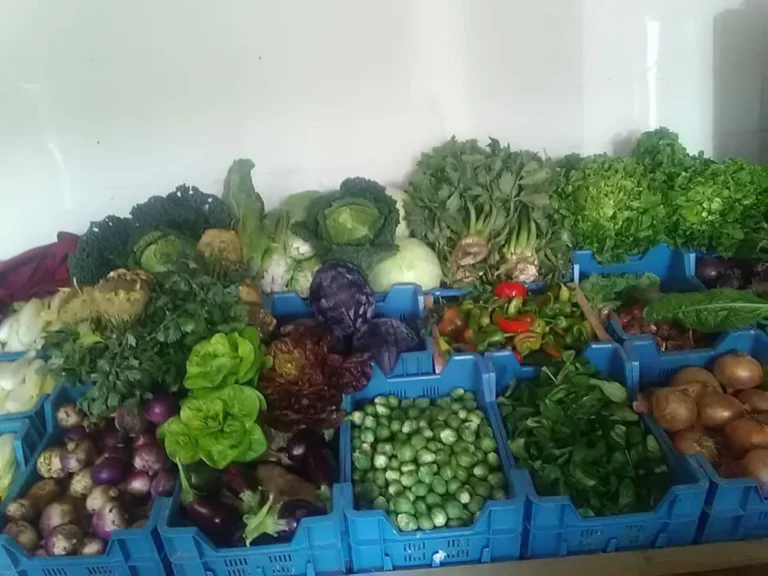 Caisses de légumes de saison : choux, salades, aubergines et pommes de terre