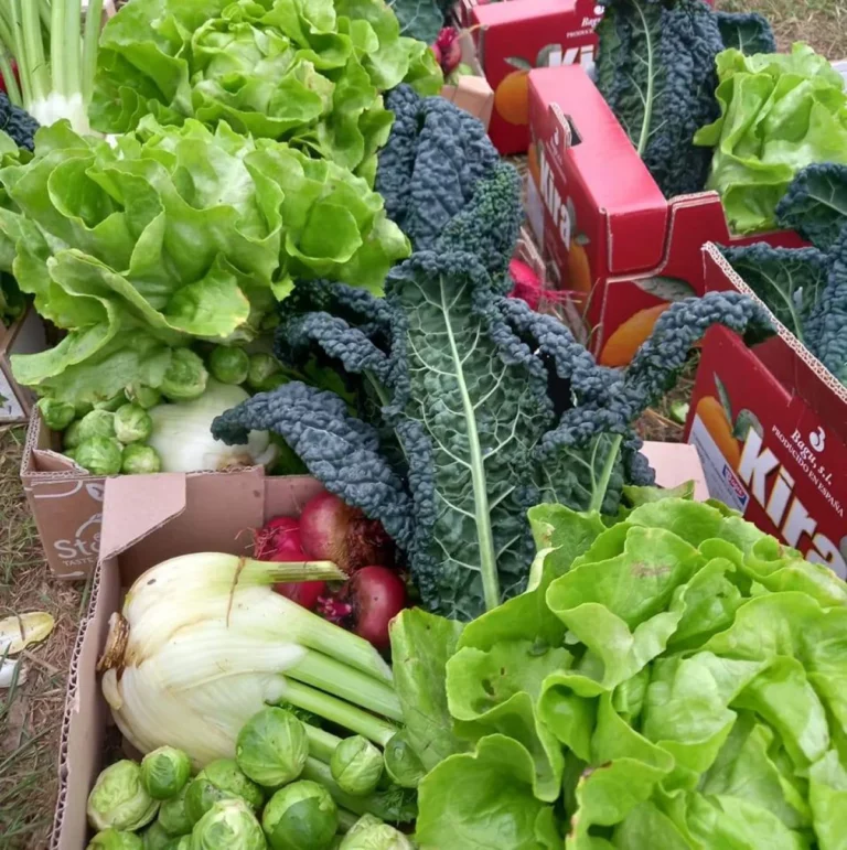 Caisses de légumes frais : salades, chou kale, fenouil et choux de Bruxelles